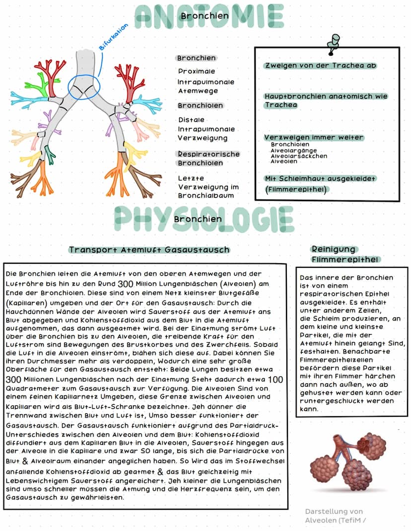 Bronchien
rechter Haupt-
bronchus
Segment-
bronchien
rechter
Oberlappen
rechter
Mittellappen
rechter
Unterlappen
AN Aremsystem E
Lunge
16666