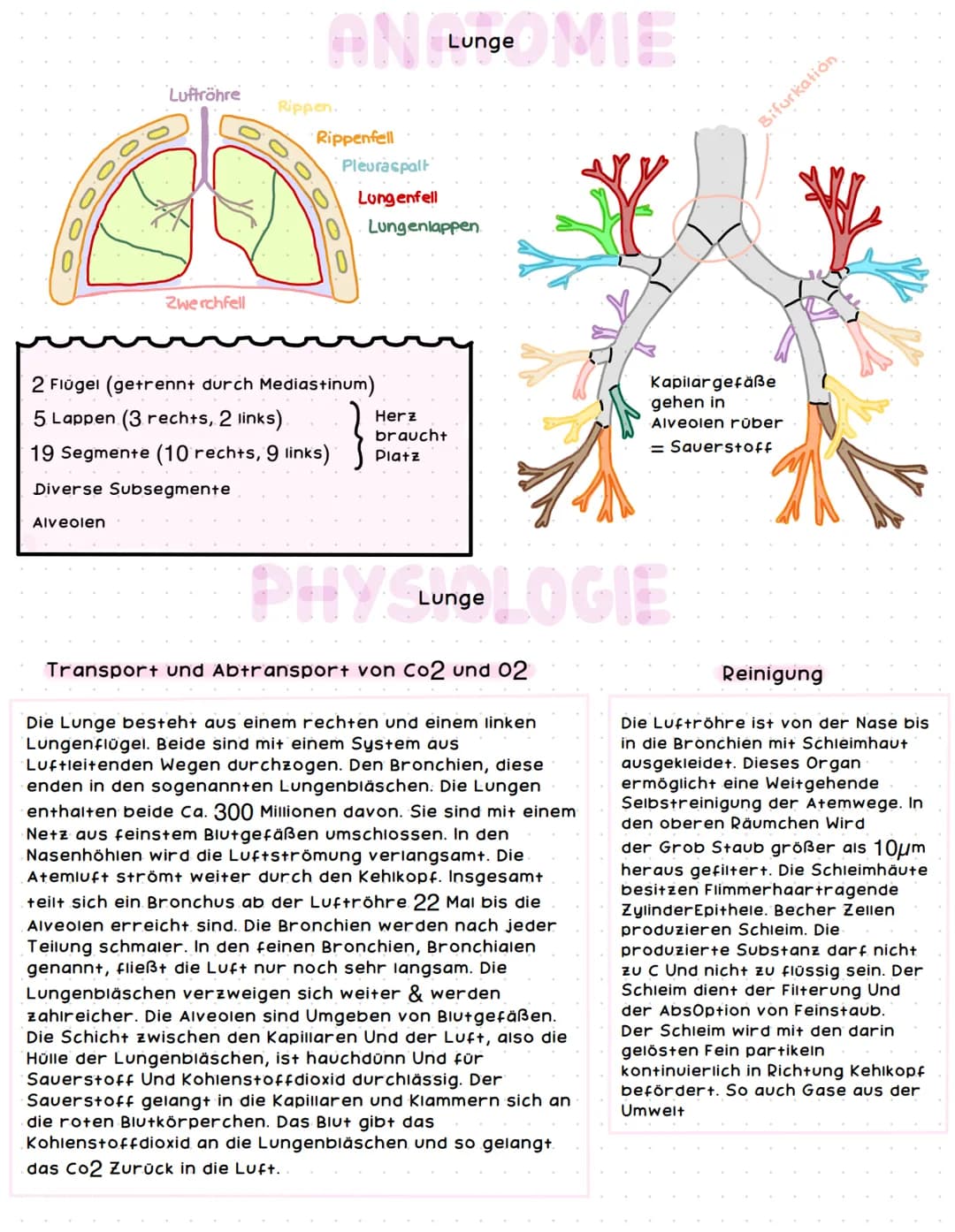 Bronchien
rechter Haupt-
bronchus
Segment-
bronchien
rechter
Oberlappen
rechter
Mittellappen
rechter
Unterlappen
AN Aremsystem E
Lunge
16666