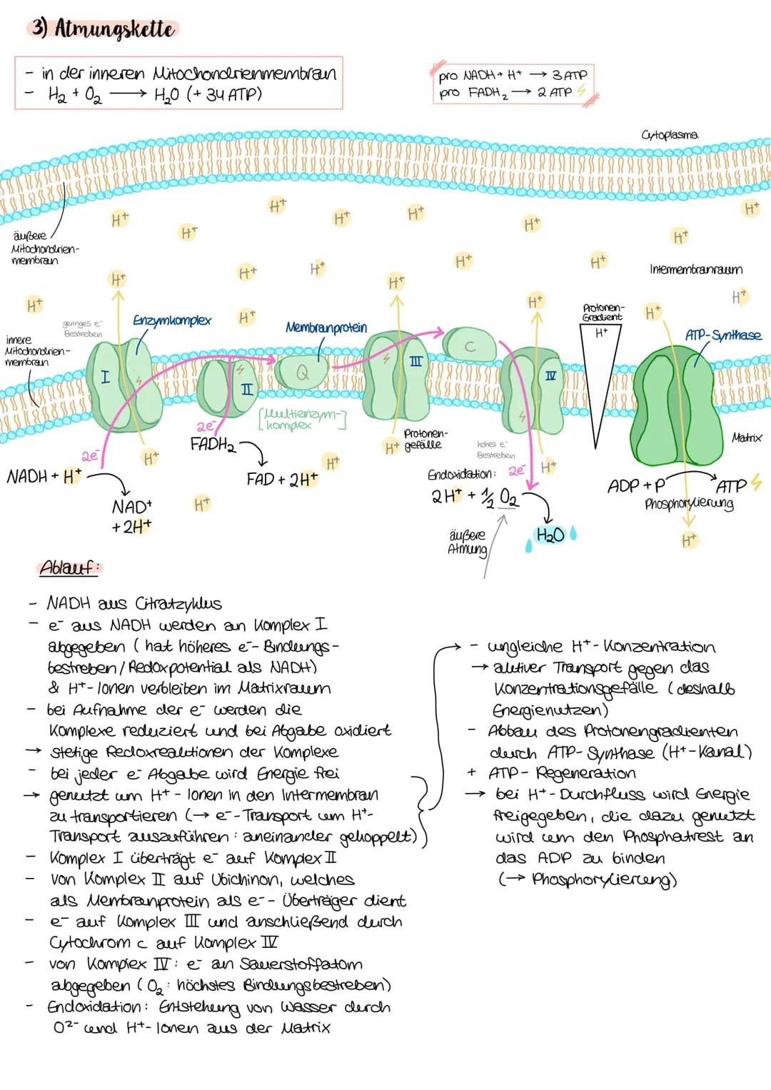 3) Almungskette
in der inneren Mitochondrienmembran
H₂ + O₂
→ H₂0 (+ 34 ATP)
äußere
Mitochondrien-
membran
H+
geringes e
Bestreben
innere
Mi