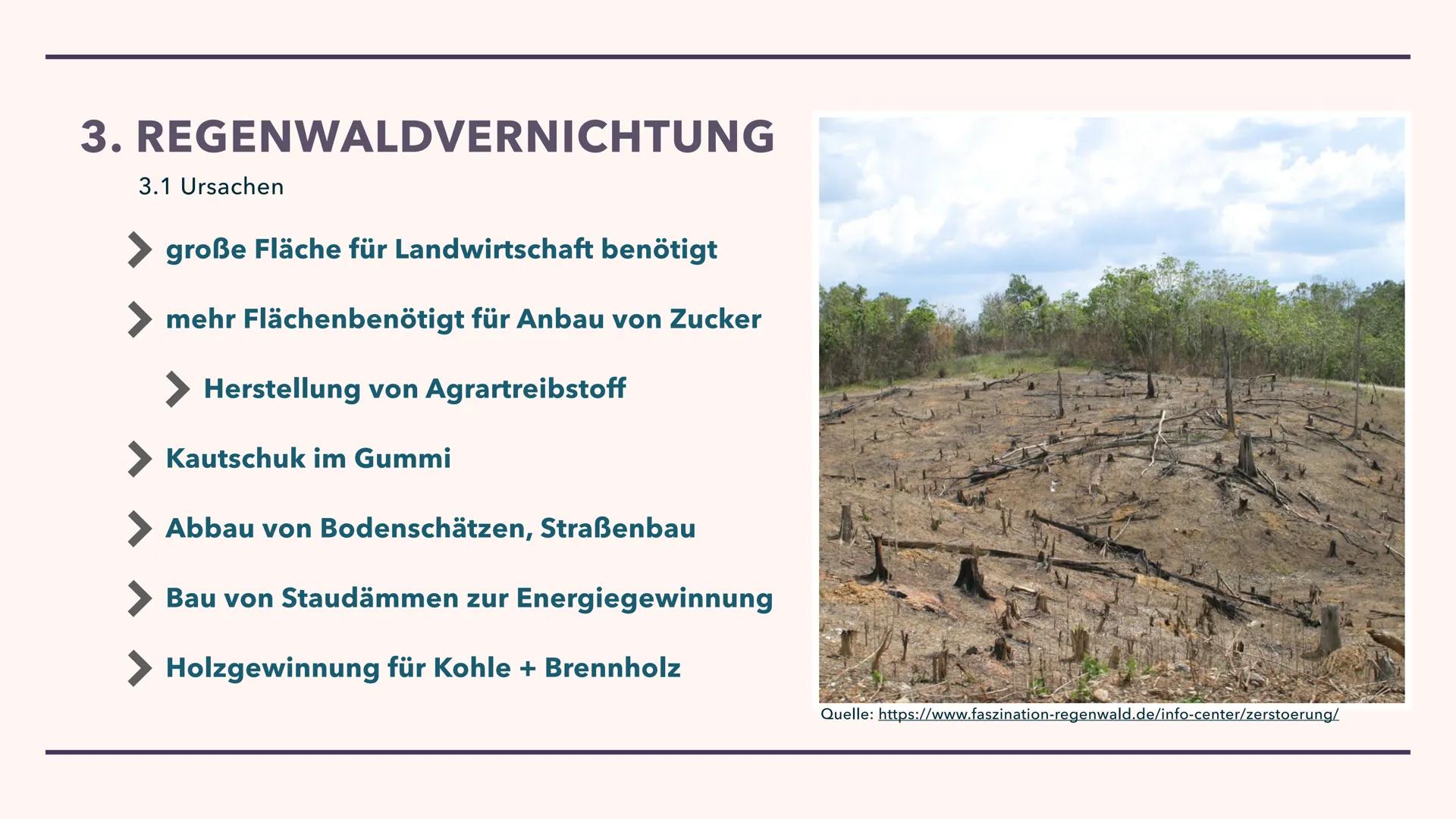 LANDWIRTSCHAFT DER
IMMERFEUCHTEN TROPEN
29.10.2021 GLIEDERUNG
1. Brandrodungswanderfeldbau
2. Potenziale/ Probleme des Ananasanbaus in Costa