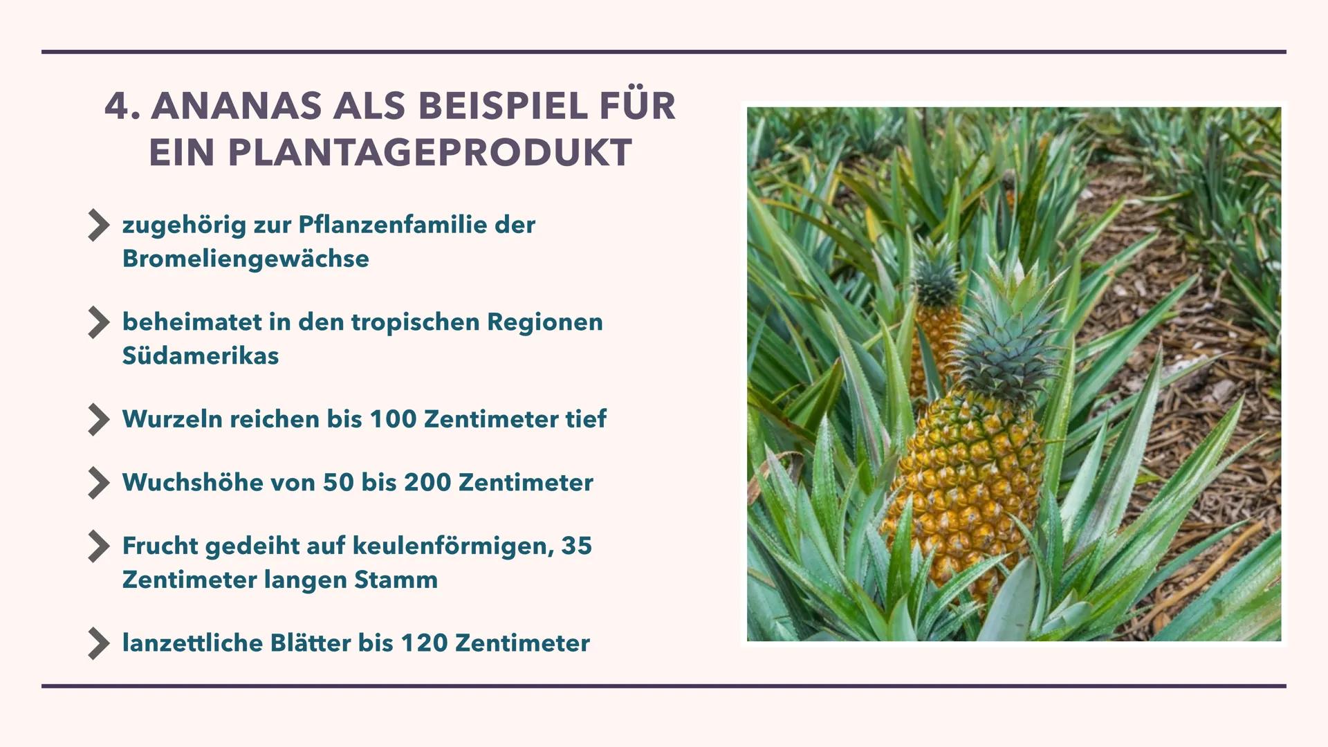 LANDWIRTSCHAFT DER
IMMERFEUCHTEN TROPEN
29.10.2021 GLIEDERUNG
1. Brandrodungswanderfeldbau
2. Potenziale/ Probleme des Ananasanbaus in Costa