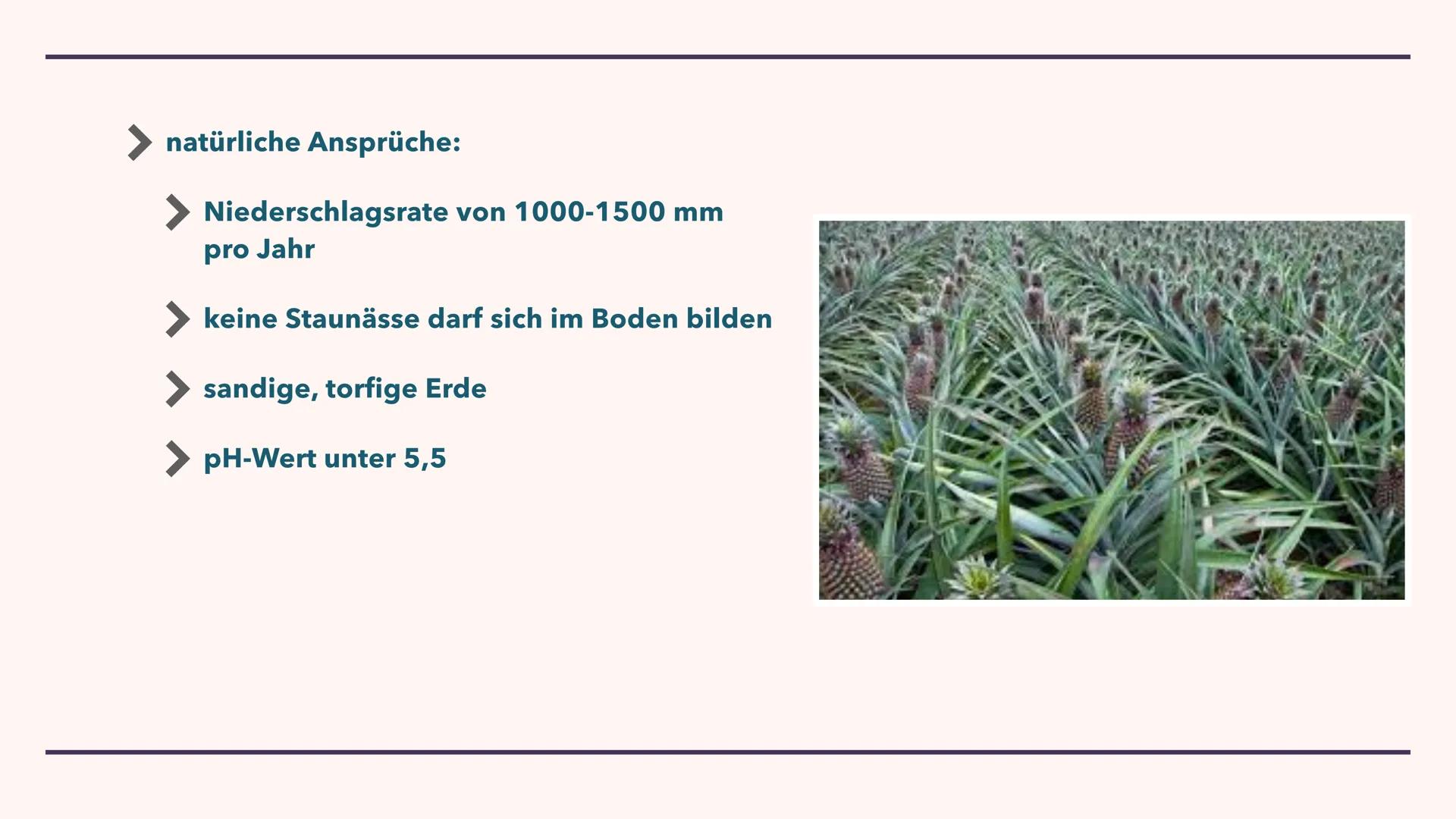 LANDWIRTSCHAFT DER
IMMERFEUCHTEN TROPEN
29.10.2021 GLIEDERUNG
1. Brandrodungswanderfeldbau
2. Potenziale/ Probleme des Ananasanbaus in Costa