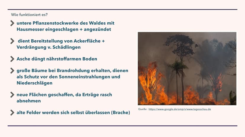 LANDWIRTSCHAFT DER
IMMERFEUCHTEN TROPEN
29.10.2021 GLIEDERUNG
1. Brandrodungswanderfeldbau
2. Potenziale/ Probleme des Ananasanbaus in Costa