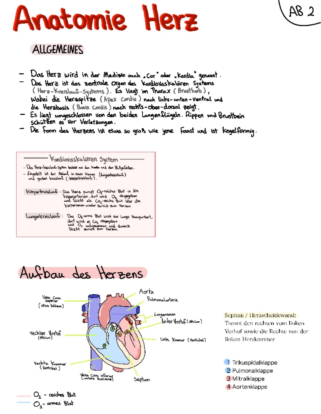 Herz-Kreislauf-System