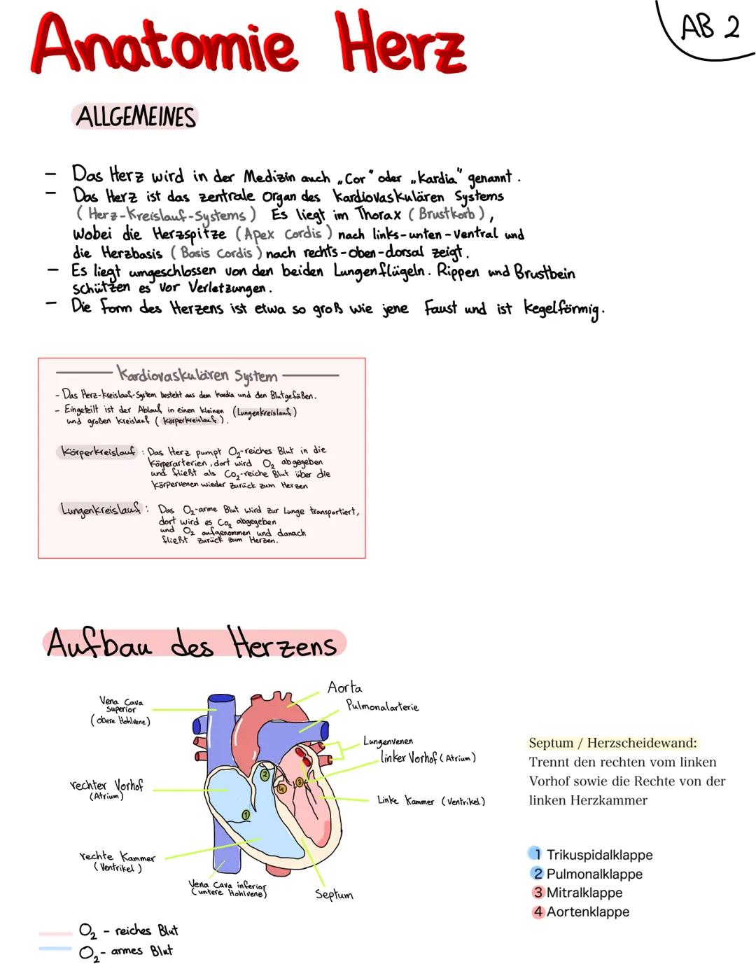 Anatomie Herz
ALLGEMEINES
Das Herz wird in der Medizin auch ,Cor" oder "Kardia" genannt.
Das Herz ist das zentrale Organ des kardiovaskuläre