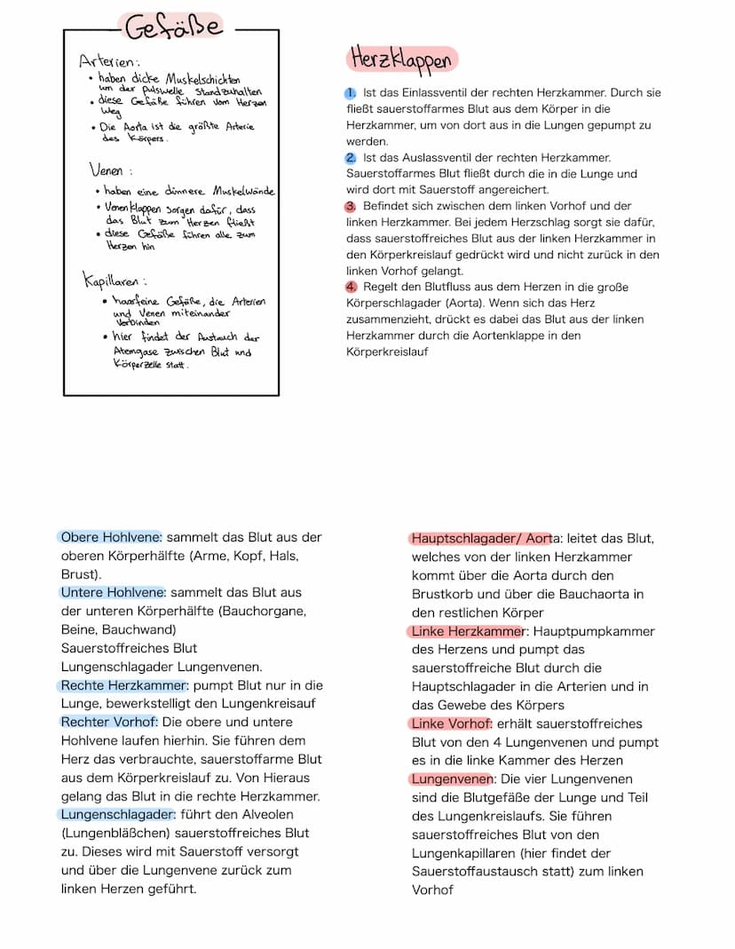 Anatomie Herz
ALLGEMEINES
Das Herz wird in der Medizin auch ,Cor" oder "Kardia" genannt.
Das Herz ist das zentrale Organ des kardiovaskuläre