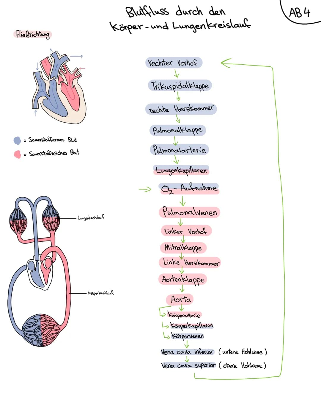 Anatomie Herz
ALLGEMEINES
Das Herz wird in der Medizin auch ,Cor" oder "Kardia" genannt.
Das Herz ist das zentrale Organ des kardiovaskuläre