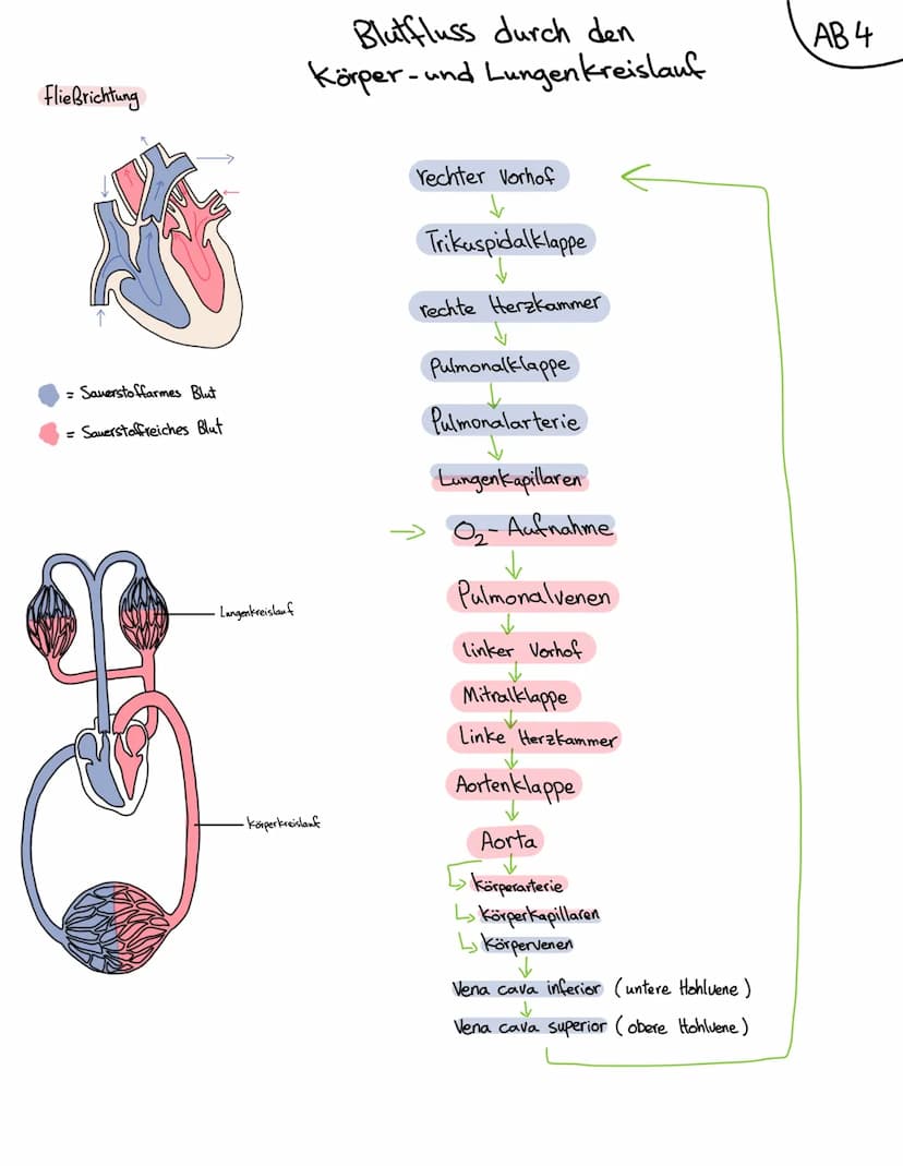 Anatomie Herz
ALLGEMEINES
Das Herz wird in der Medizin auch ,Cor" oder "Kardia" genannt.
Das Herz ist das zentrale Organ des kardiovaskuläre