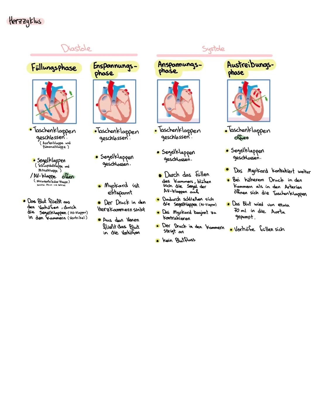 Anatomie Herz
ALLGEMEINES
Das Herz wird in der Medizin auch ,Cor" oder "Kardia" genannt.
Das Herz ist das zentrale Organ des kardiovaskuläre
