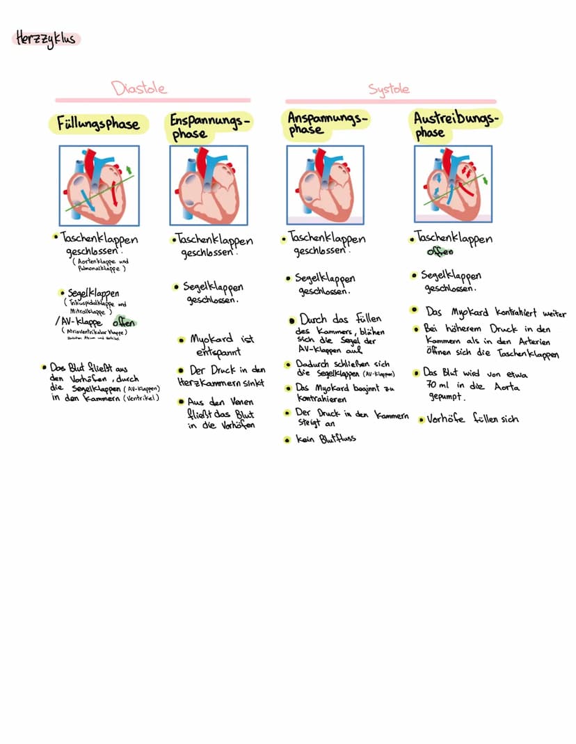 Anatomie Herz
ALLGEMEINES
Das Herz wird in der Medizin auch ,Cor" oder "Kardia" genannt.
Das Herz ist das zentrale Organ des kardiovaskuläre