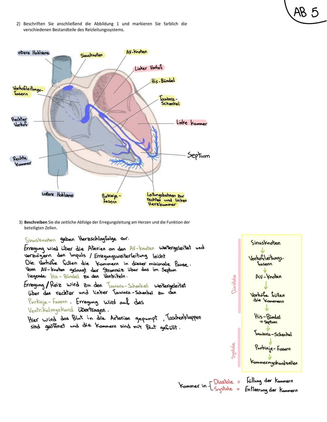 Anatomie Herz
ALLGEMEINES
Das Herz wird in der Medizin auch ,Cor" oder "Kardia" genannt.
Das Herz ist das zentrale Organ des kardiovaskuläre