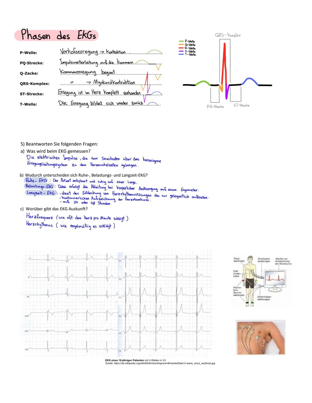 Anatomie Herz
ALLGEMEINES
Das Herz wird in der Medizin auch ,Cor" oder "Kardia" genannt.
Das Herz ist das zentrale Organ des kardiovaskuläre