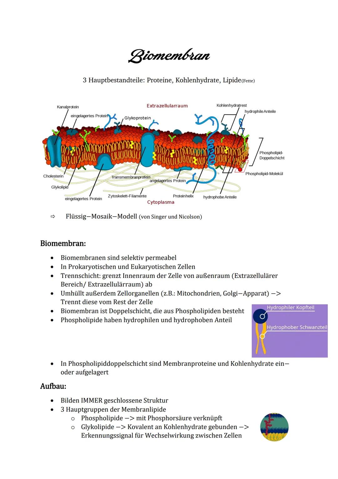 # Biomembran

3 Hauptbestandteile: Proteine, Kohlenhydrate, Lipide (Fette)

Kanalprotein

Extrazellularraum

Kohlenhydratrest
hydrophile Ant