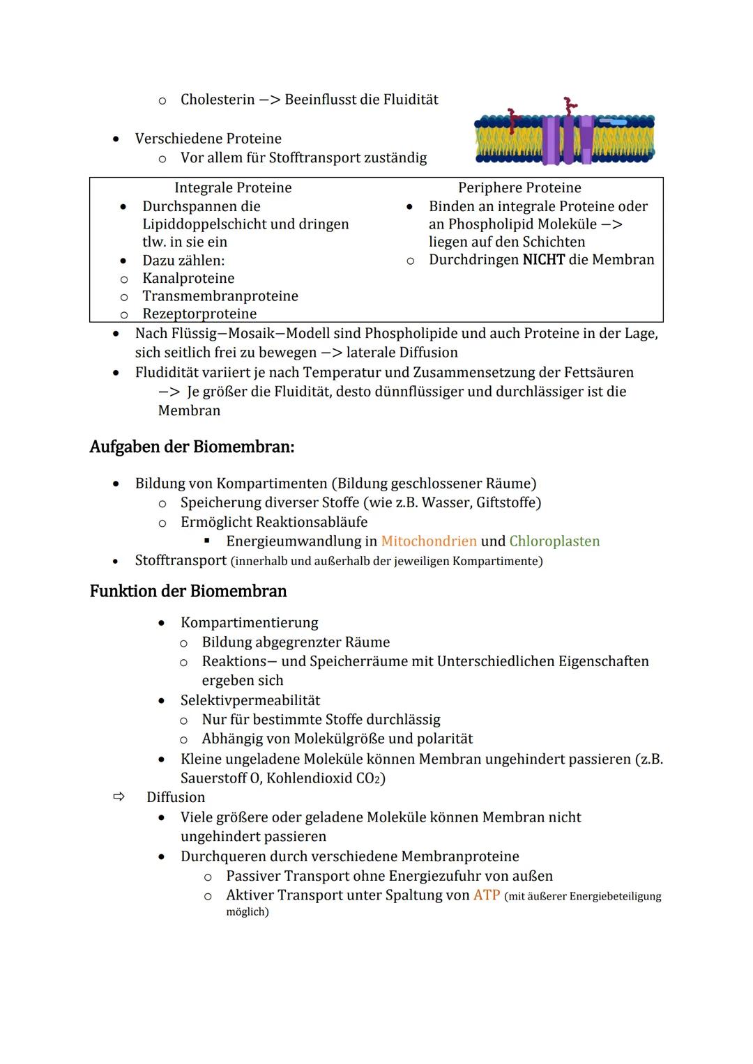 # Biomembran

3 Hauptbestandteile: Proteine, Kohlenhydrate, Lipide (Fette)

Kanalprotein

Extrazellularraum

Kohlenhydratrest
hydrophile Ant