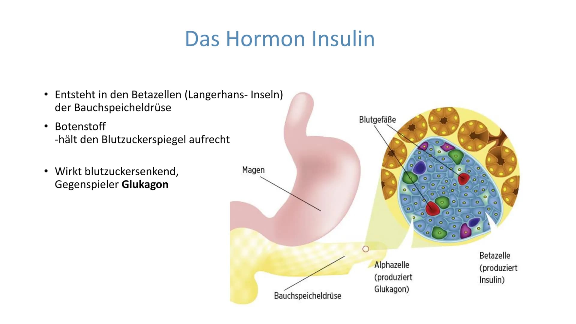 "Altersdiabetes"
im Jugendalter
Inwiefern ist die
Erkrankung heilbar?
lai Was ist Diabetes Typ 2?
Unterscheidung Diabetes Typ 1 und Typ 2
De