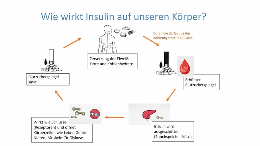"Altersdiabetes"
im Jugendalter
Inwiefern ist die
Erkrankung heilbar?
lai Was ist Diabetes Typ 2?
Unterscheidung Diabetes Typ 1 und Typ 2
De