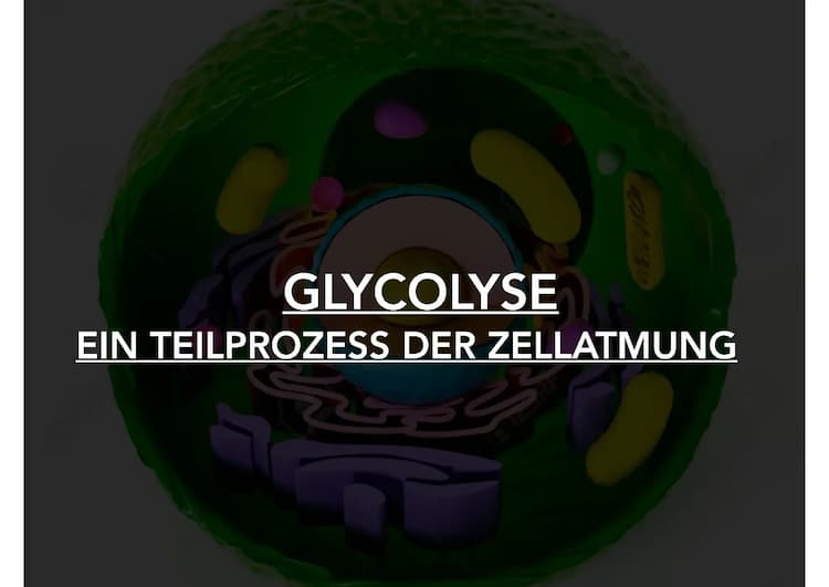 Know Glycolyse Vortrag  thumbnail