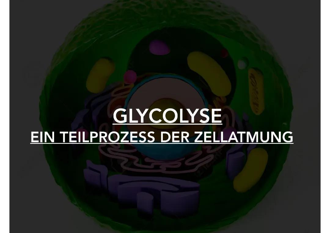 Glykolyse einfach erklärt: Ablauf, Reaktionsgleichung und Energiebilanz