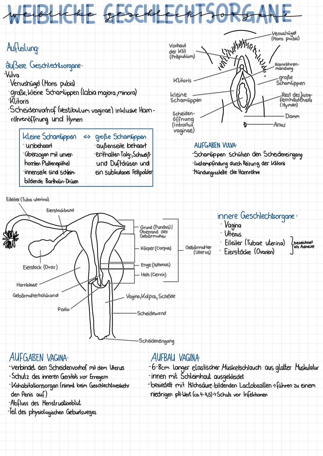 WEIBLICHE GESCHLECHTSORGANE
Vorhaut
der Klit
(Präputium)
Aufteilung
außere Geschlechtsorgane
-Vulva
Venushügel (Mons pubis)
große, kleine Sc