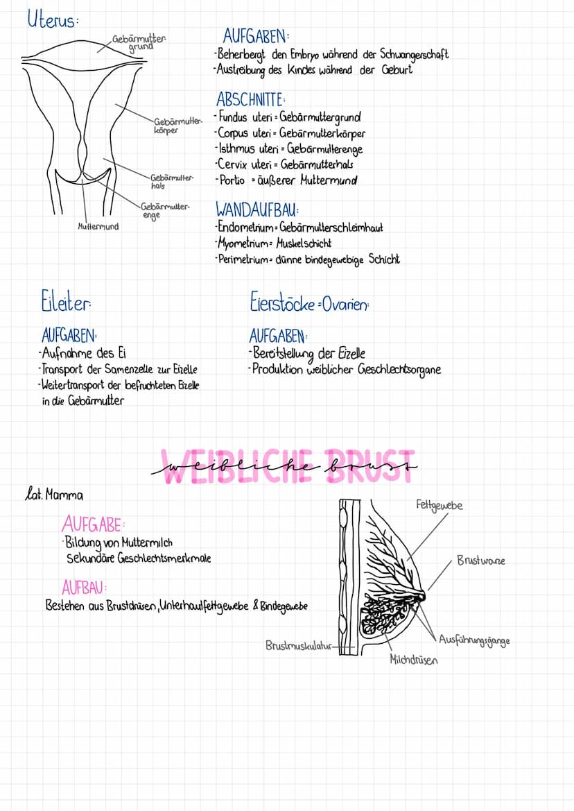 WEIBLICHE GESCHLECHTSORGANE
Vorhaut
der Klit
(Präputium)
Aufteilung
außere Geschlechtsorgane
-Vulva
Venushügel (Mons pubis)
große, kleine Sc