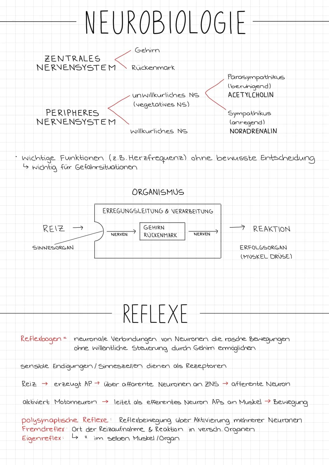 ZENTRALES
NERVENSYSTEM
PERIPHERES
NERVENSYSTEM
NEUROBIOLOGIE
REIZ →
SINNESORGAN
Reiz →
Gehirn
Rückenmark
NERVEN
unwillkurliches NS.
(vegetat