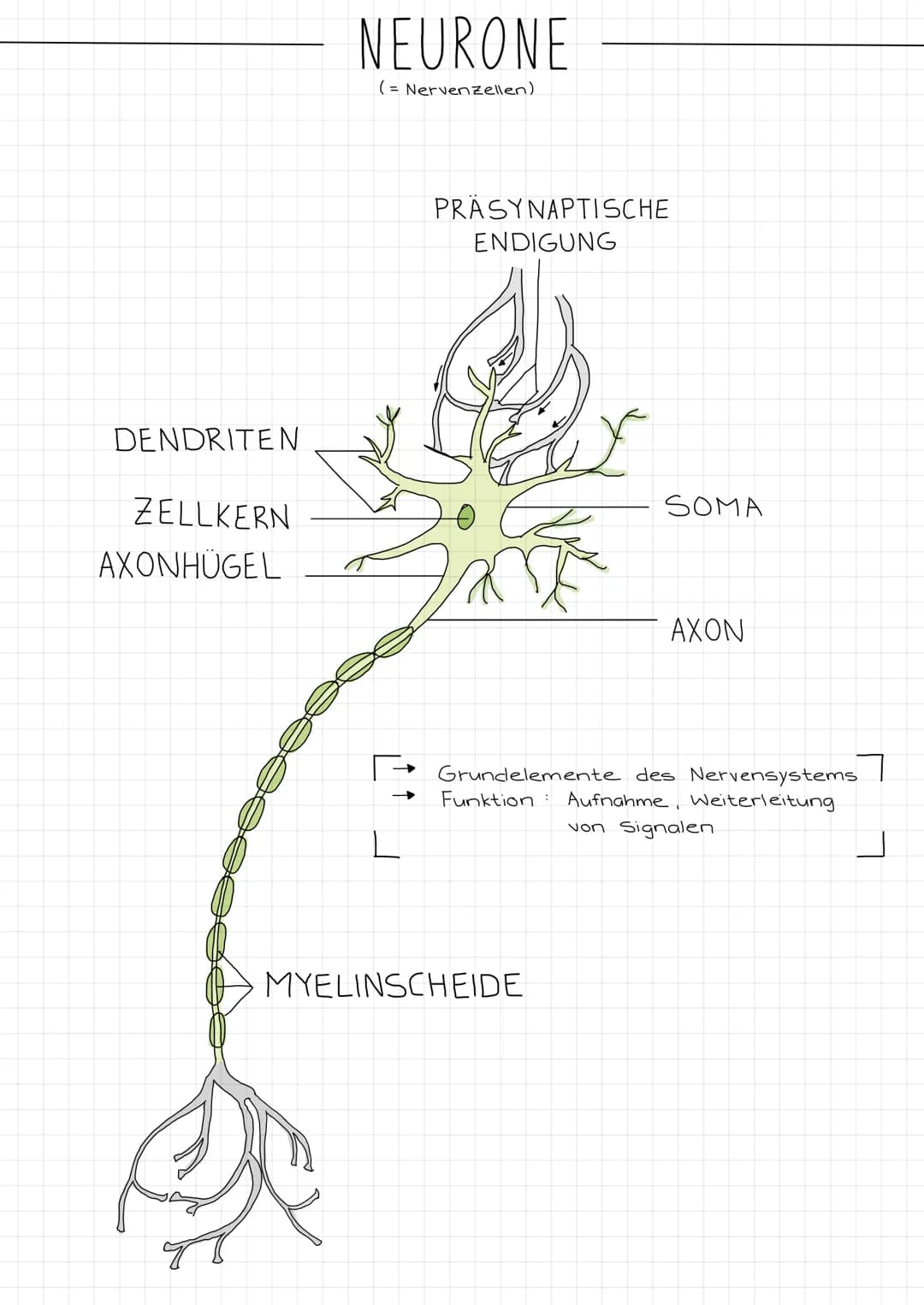 ZENTRALES
NERVENSYSTEM
PERIPHERES
NERVENSYSTEM
NEUROBIOLOGIE
REIZ →
SINNESORGAN
Reiz →
Gehirn
Rückenmark
NERVEN
unwillkurliches NS.
(vegetat