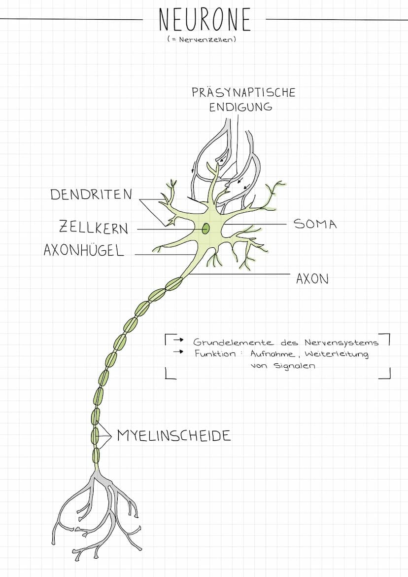 ZENTRALES
NERVENSYSTEM
PERIPHERES
NERVENSYSTEM
NEUROBIOLOGIE
REIZ →
SINNESORGAN
Reiz →
Gehirn
Rückenmark
NERVEN
unwillkurliches NS.
(vegetat