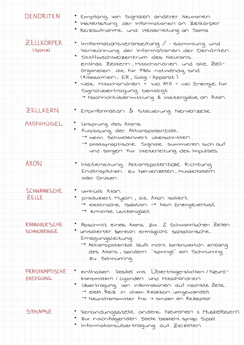 ZENTRALES
NERVENSYSTEM
PERIPHERES
NERVENSYSTEM
NEUROBIOLOGIE
REIZ →
SINNESORGAN
Reiz →
Gehirn
Rückenmark
NERVEN
unwillkurliches NS.
(vegetat