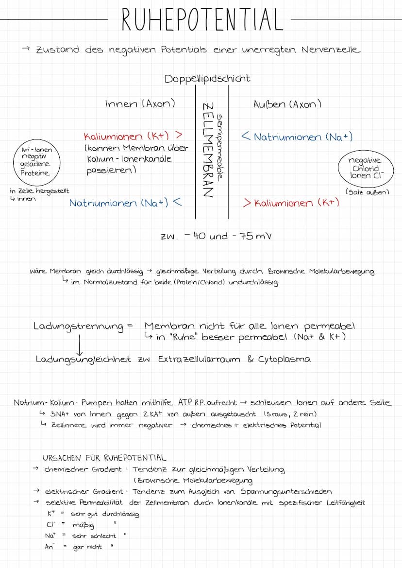 ZENTRALES
NERVENSYSTEM
PERIPHERES
NERVENSYSTEM
NEUROBIOLOGIE
REIZ →
SINNESORGAN
Reiz →
Gehirn
Rückenmark
NERVEN
unwillkurliches NS.
(vegetat