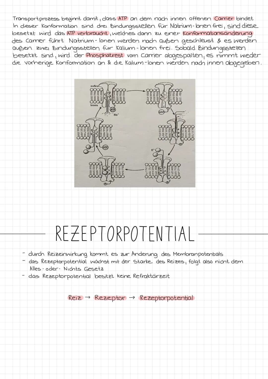 ZENTRALES
NERVENSYSTEM
PERIPHERES
NERVENSYSTEM
NEUROBIOLOGIE
REIZ →
SINNESORGAN
Reiz →
Gehirn
Rückenmark
NERVEN
unwillkurliches NS.
(vegetat