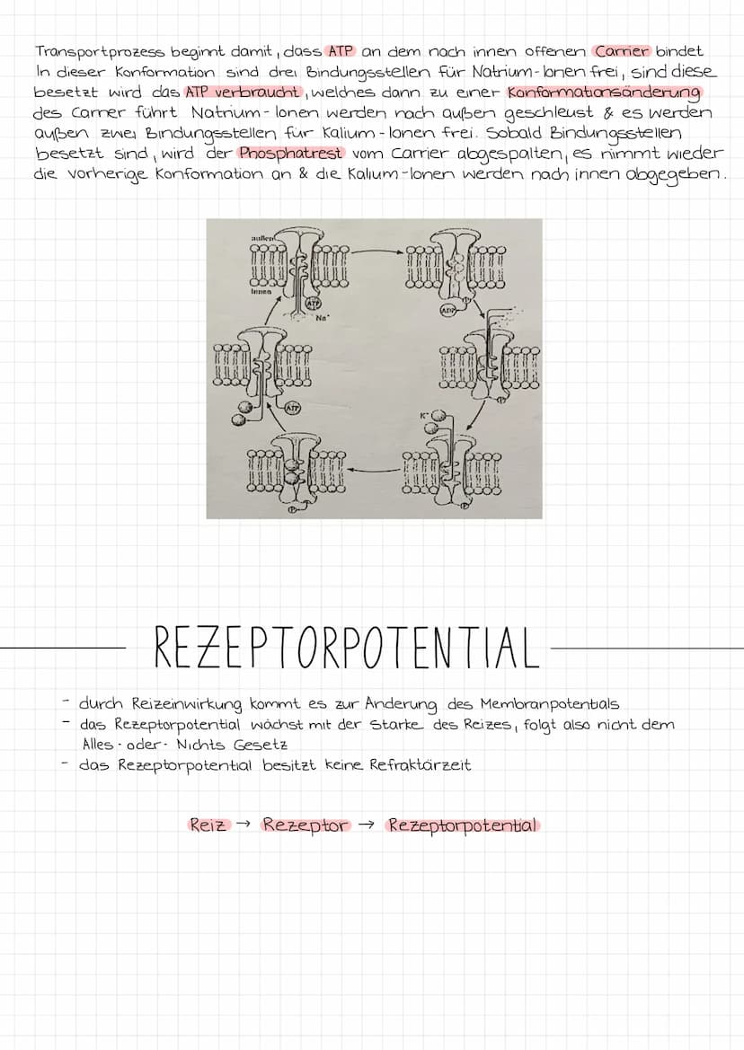 ZENTRALES
NERVENSYSTEM
PERIPHERES
NERVENSYSTEM
NEUROBIOLOGIE
REIZ →
SINNESORGAN
Reiz →
Gehirn
Rückenmark
NERVEN
unwillkurliches NS.
(vegetat