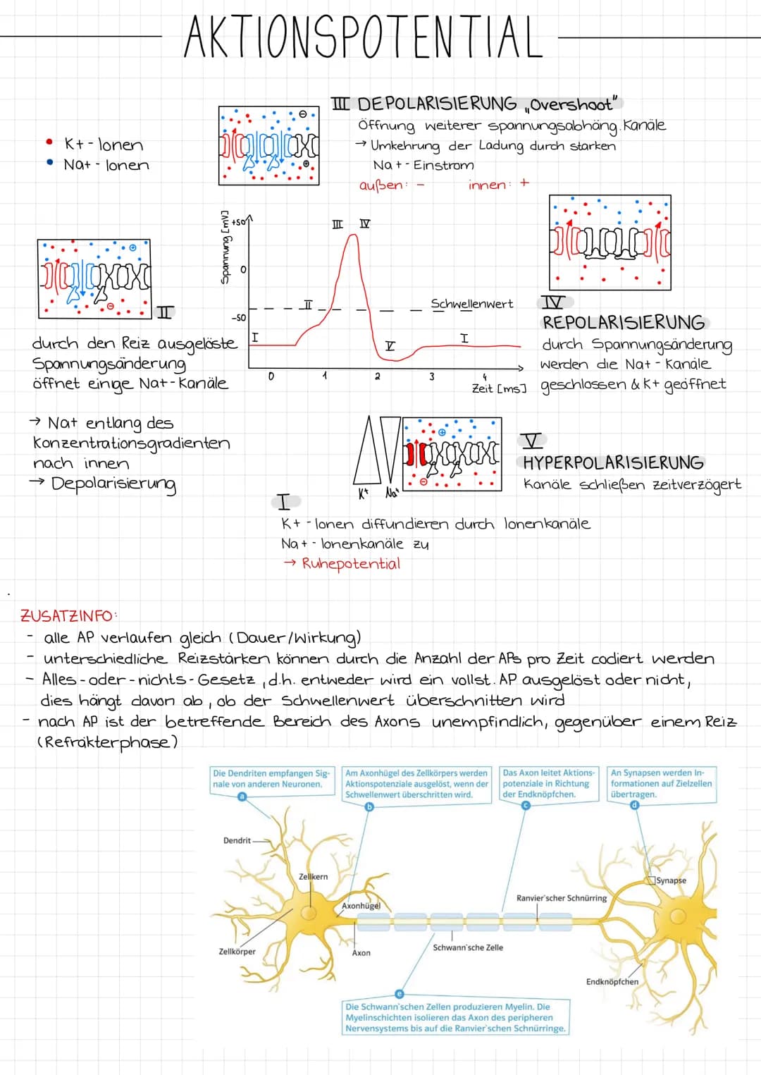 ZENTRALES
NERVENSYSTEM
PERIPHERES
NERVENSYSTEM
NEUROBIOLOGIE
REIZ →
SINNESORGAN
Reiz →
Gehirn
Rückenmark
NERVEN
unwillkurliches NS.
(vegetat