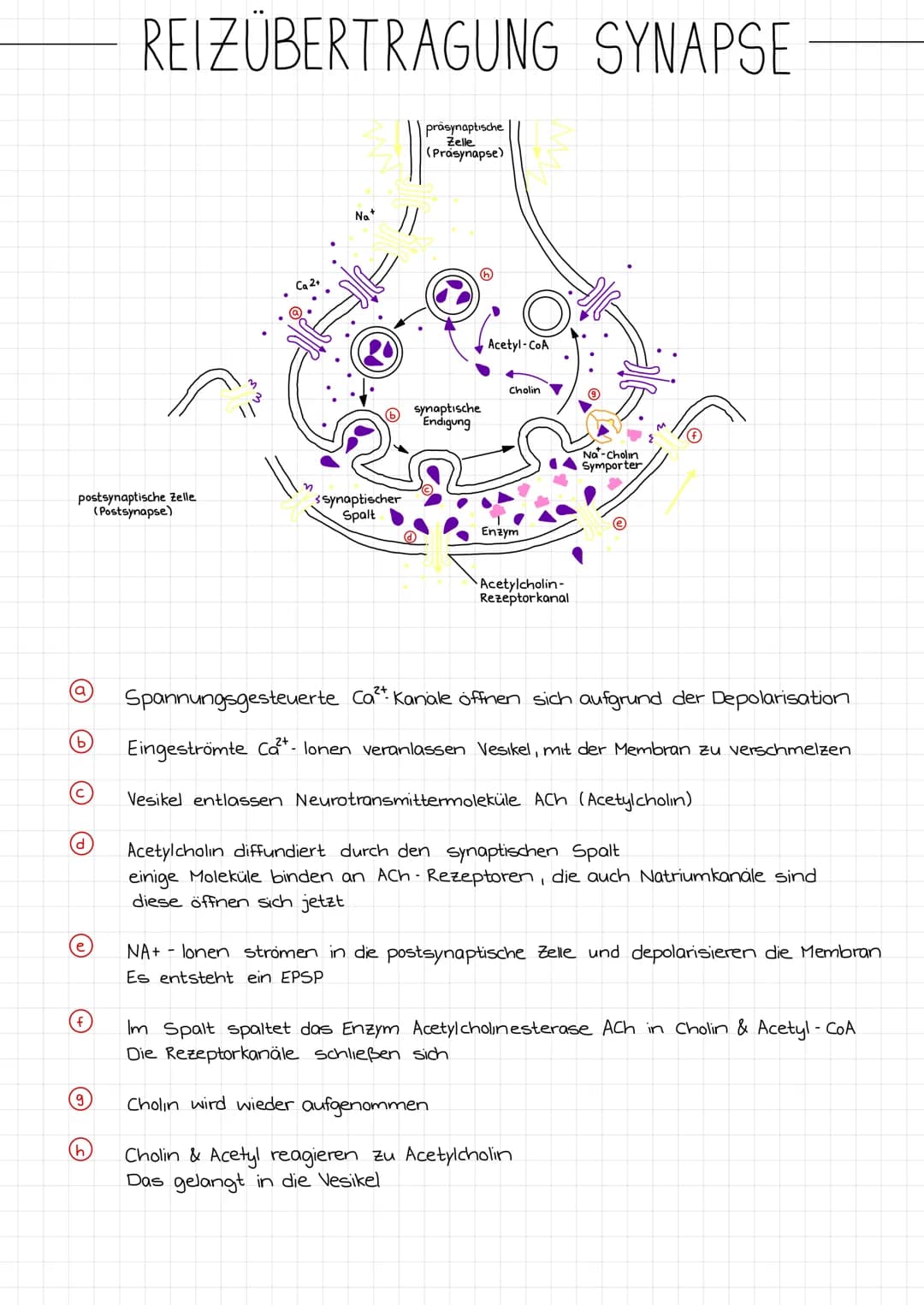 ZENTRALES
NERVENSYSTEM
PERIPHERES
NERVENSYSTEM
NEUROBIOLOGIE
REIZ →
SINNESORGAN
Reiz →
Gehirn
Rückenmark
NERVEN
unwillkurliches NS.
(vegetat