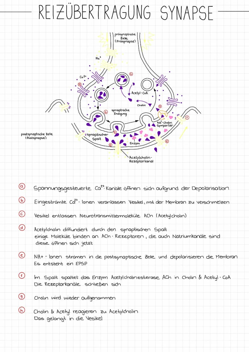 ZENTRALES
NERVENSYSTEM
PERIPHERES
NERVENSYSTEM
NEUROBIOLOGIE
REIZ →
SINNESORGAN
Reiz →
Gehirn
Rückenmark
NERVEN
unwillkurliches NS.
(vegetat