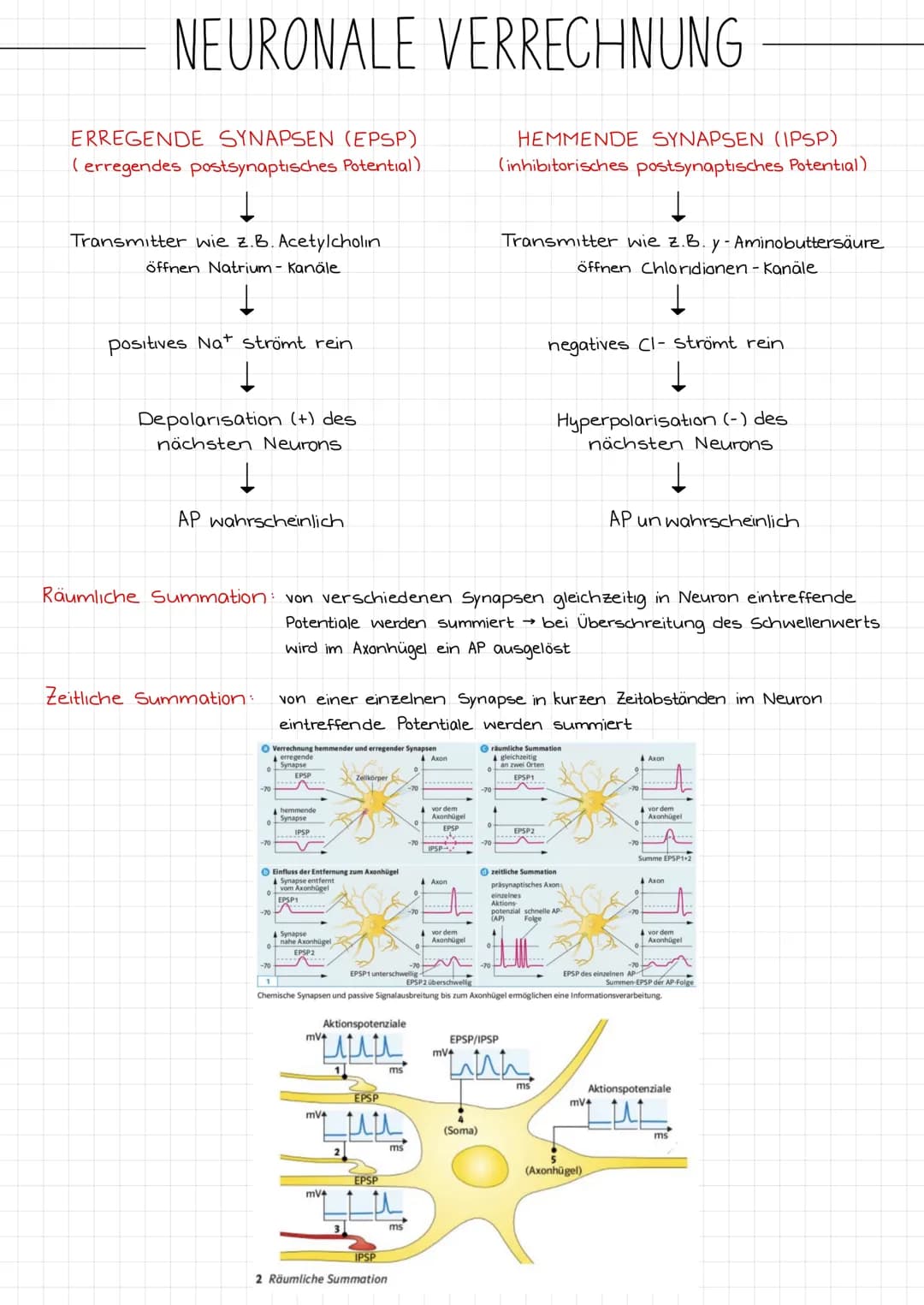 ZENTRALES
NERVENSYSTEM
PERIPHERES
NERVENSYSTEM
NEUROBIOLOGIE
REIZ →
SINNESORGAN
Reiz →
Gehirn
Rückenmark
NERVEN
unwillkurliches NS.
(vegetat