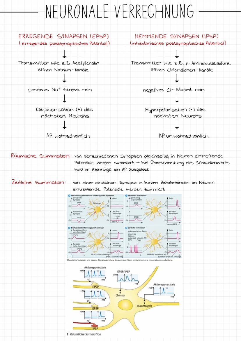 ZENTRALES
NERVENSYSTEM
PERIPHERES
NERVENSYSTEM
NEUROBIOLOGIE
REIZ →
SINNESORGAN
Reiz →
Gehirn
Rückenmark
NERVEN
unwillkurliches NS.
(vegetat