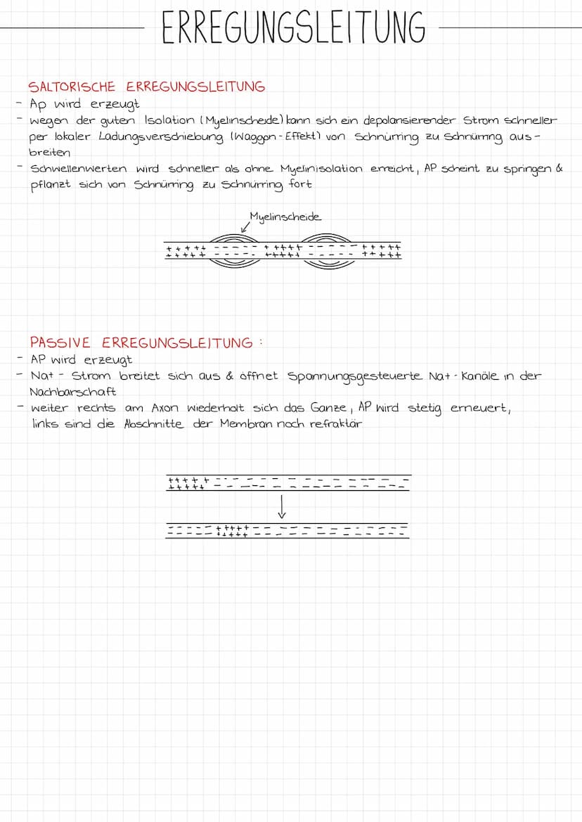 ZENTRALES
NERVENSYSTEM
PERIPHERES
NERVENSYSTEM
NEUROBIOLOGIE
REIZ →
SINNESORGAN
Reiz →
Gehirn
Rückenmark
NERVEN
unwillkurliches NS.
(vegetat