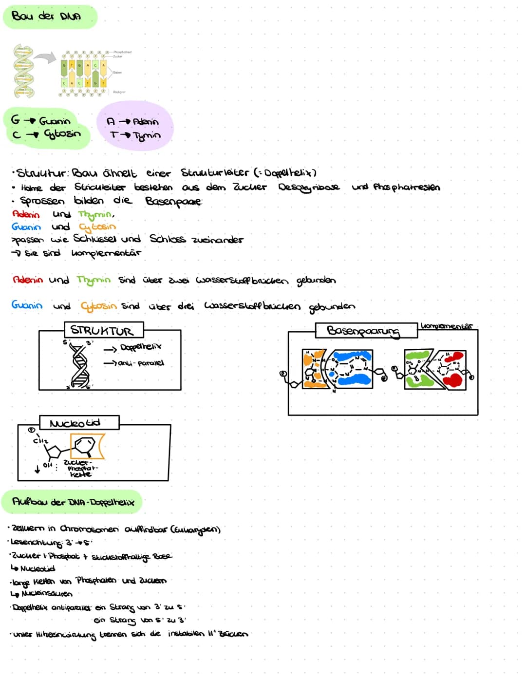Bau der DUA
INN
G→ Guanin
C Cytosin
CH₂
•Struktur: Bau ähnelt einer Strukturleiter (= Doppel helix)
• Holme der Striculeiter bestehen aus de