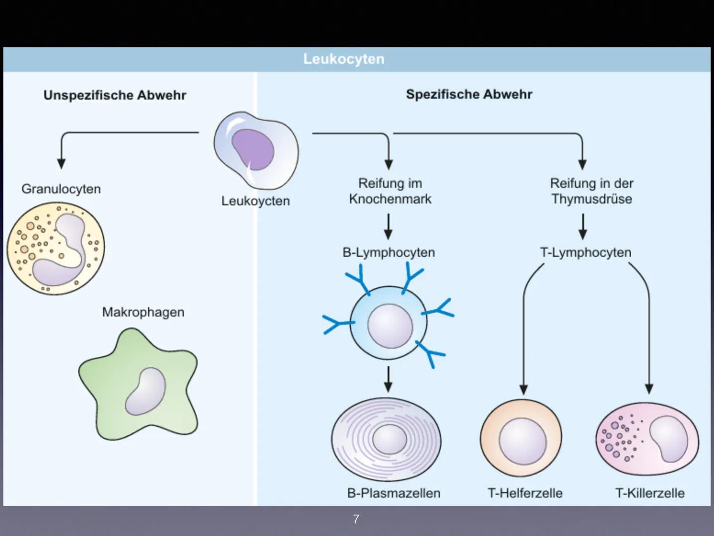 Immunsystem
1 Was ist das Immunsystem?
Arten des Immunsystems
Spezifisches und Unspizifsches immunsystem
Wie wird es aktiviert?
2 Was ist da