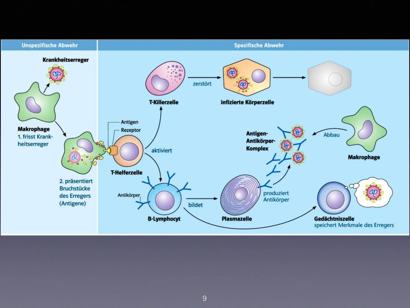 Immunsystem
1 Was ist das Immunsystem?
Arten des Immunsystems
Spezifisches und Unspizifsches immunsystem
Wie wird es aktiviert?
2 Was ist da