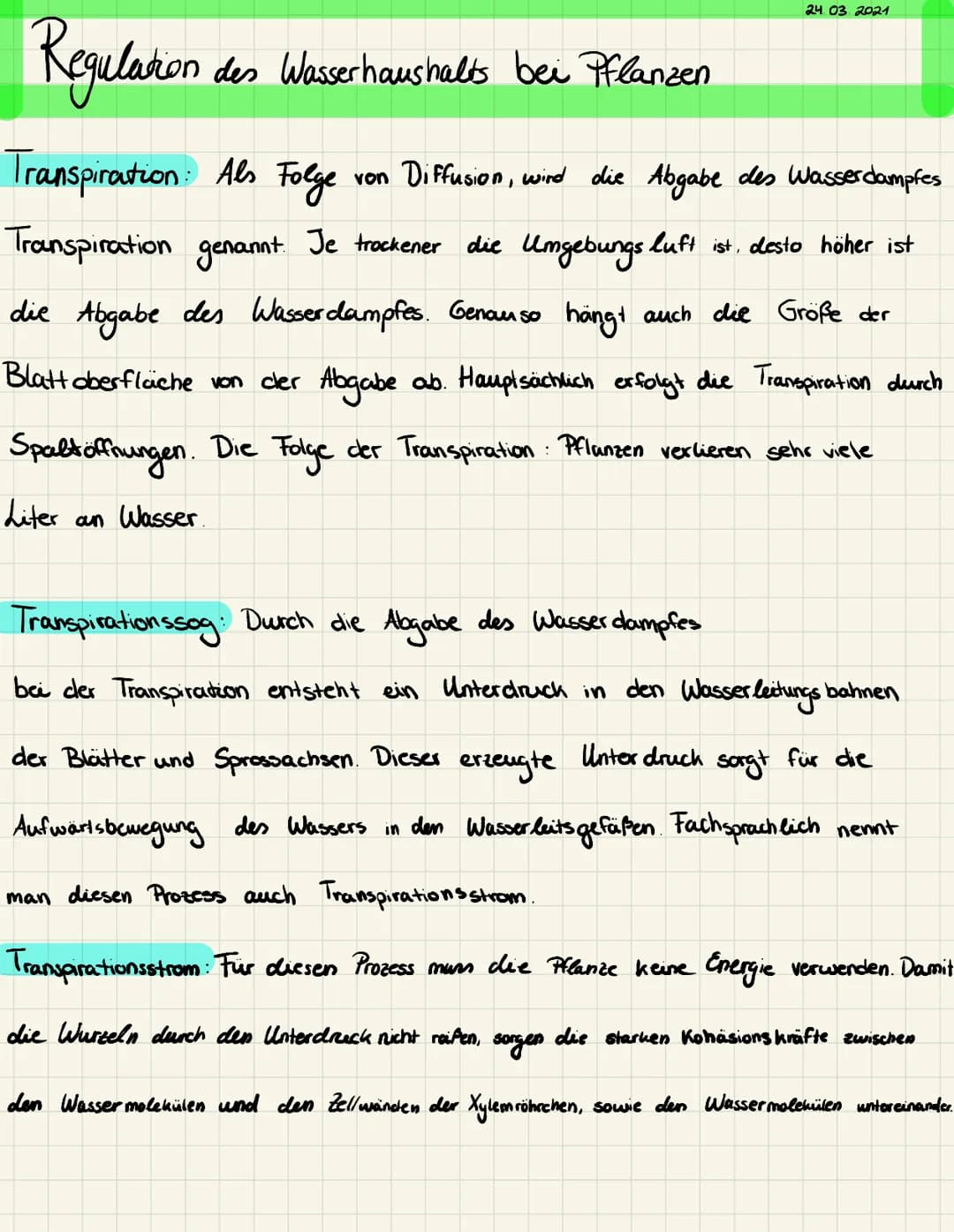 Spaltoffnungen: Die winzigen Poren in der Blattepidermis nennt man
fachsprachlich Spaltoöffnungen. Ein Spaltöffnungsapparat bestehen aus
Sch