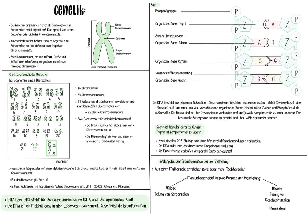 Genetik