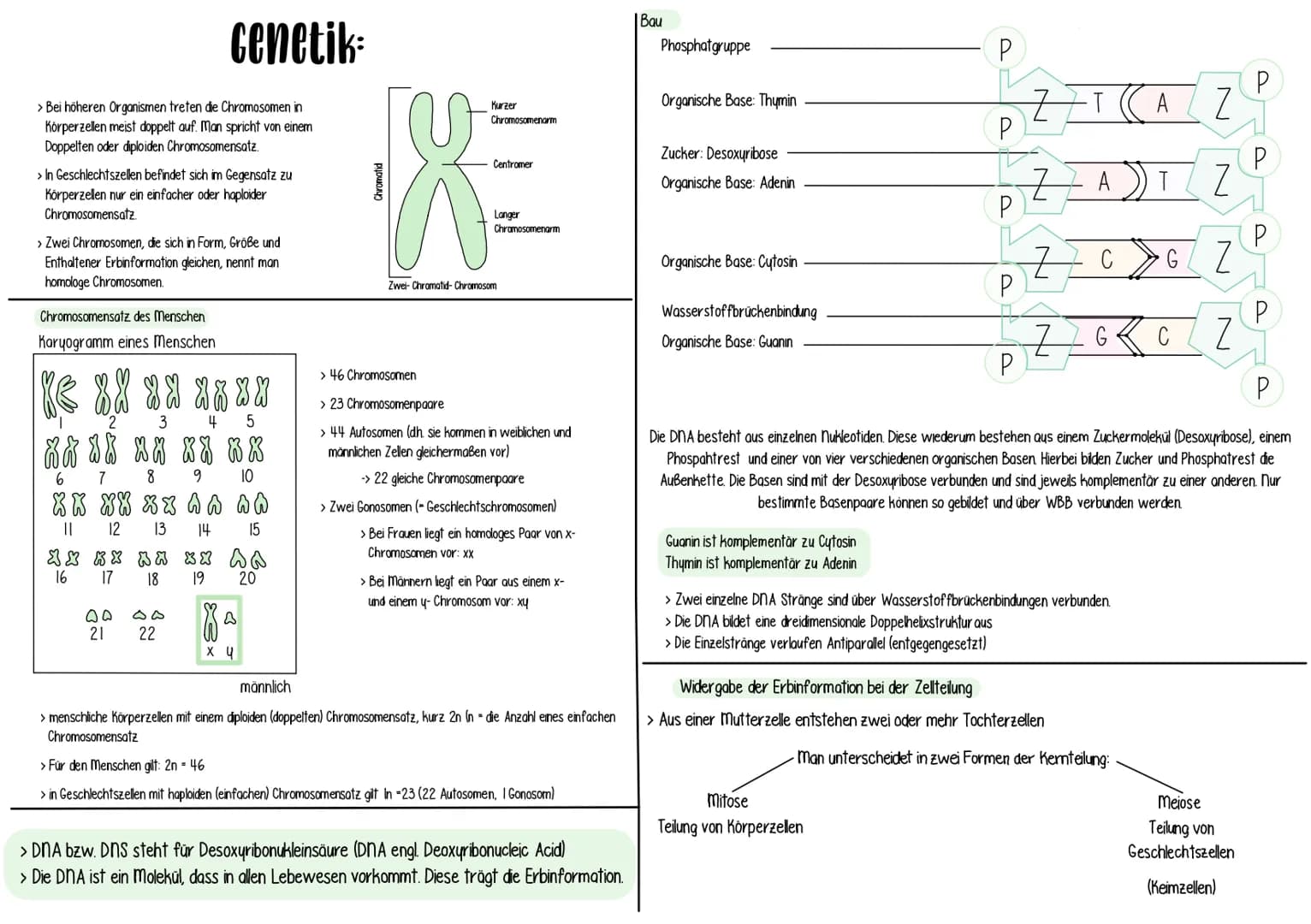 > Bei höheren Organismen treten die Chromosomen in
Körperzellen meist doppelt auf. Man spricht von einem
Doppelten oder diploiden Chromosome