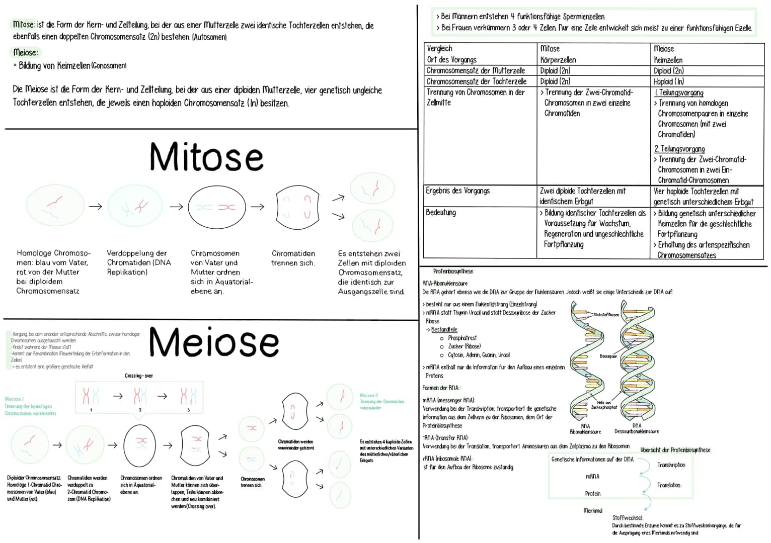 > Bei höheren Organismen treten die Chromosomen in
Körperzellen meist doppelt auf. Man spricht von einem
Doppelten oder diploiden Chromosome