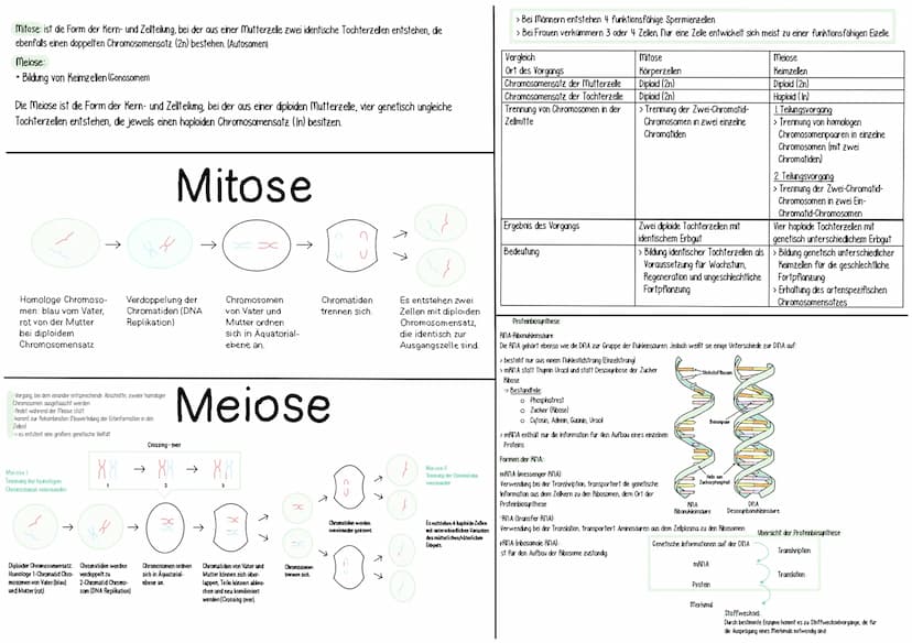 > Bei höheren Organismen treten die Chromosomen in
Körperzellen meist doppelt auf. Man spricht von einem
Doppelten oder diploiden Chromosome