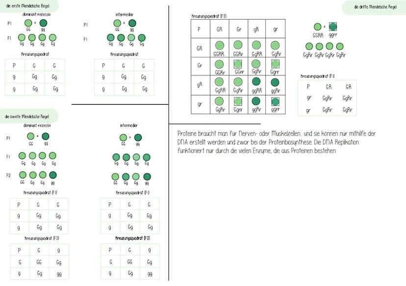 > Bei höheren Organismen treten die Chromosomen in
Körperzellen meist doppelt auf. Man spricht von einem
Doppelten oder diploiden Chromosome