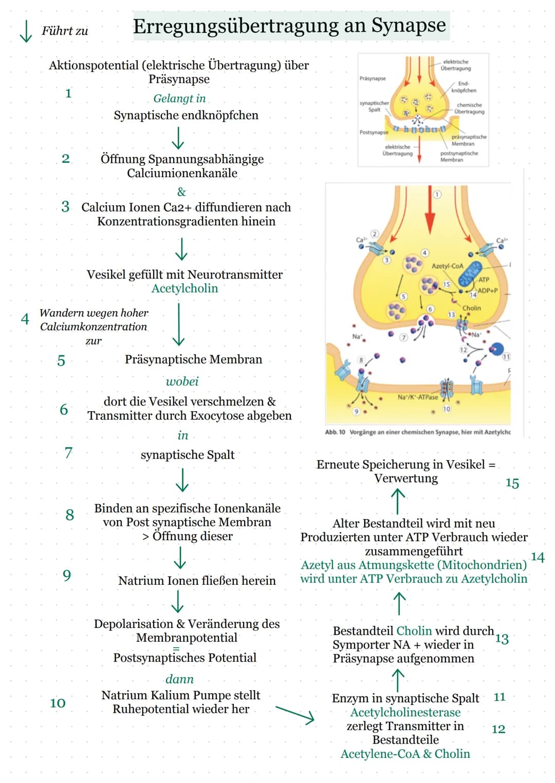 ↓↓Führt zu
Aktionspotential (elektrische Übertragung) über
Präsynapse
Gelangt in
Synaptische endknöpfchen
↓
Öffnung Spannungsabhängige
Calci