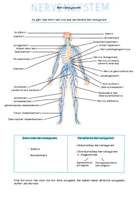 Know Zentrales Nervensystem  thumbnail