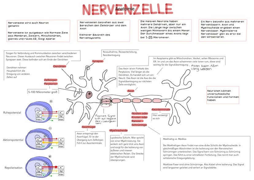 Großhirn
Kleinhirn
Armgeflecht
NERV Nervensystem STEM
Muskel Haut Nerv
Speichennerv
Mittelarmnerv.
Ellennerv
Es gibt das zentrale und das pe