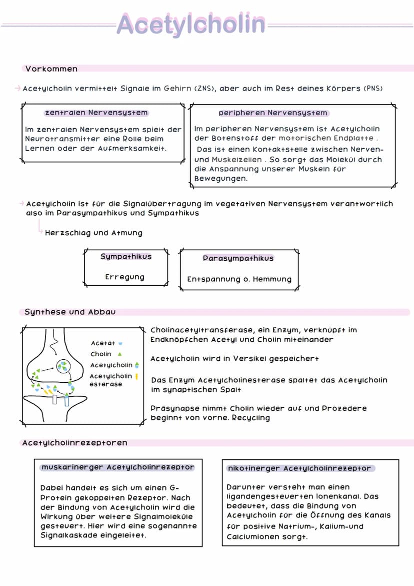 Großhirn
Kleinhirn
Armgeflecht
NERV Nervensystem STEM
Muskel Haut Nerv
Speichennerv
Mittelarmnerv.
Ellennerv
Es gibt das zentrale und das pe
